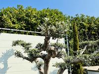 Olijfboom Pon Pon - Olea Europaea - thumbnail