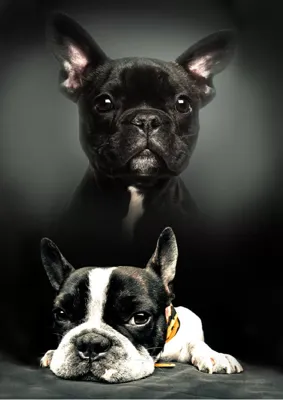 Sweet Home fleece deken Honden - 100 x 140 cm Sweet Home fleece deken Honden - 100 x 140 cm