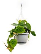 Philodendron scandens S hangplant - thumbnail