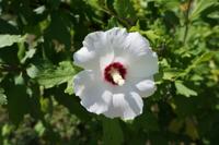 Hibiscus - thumbnail
