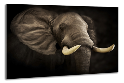 Schilderij -Imposante Olifant, dieren, 100x70cm, Premium print