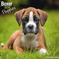 Boxer Puppies Calendar 2026 Square Dog Puppy Breed Wall Calendar - 16 Month - thumbnail