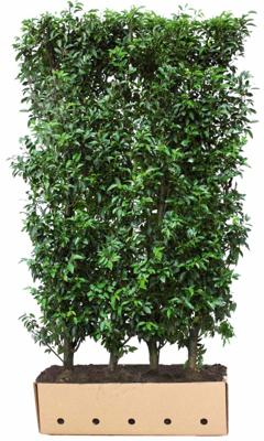 Kant & klaar haag Prunus lusitanica Angustifolia 200 x 100 cm breed Portugese laurier Quickhedge - Quickhedge Kant & klaar haag Prunus lusitanica Angustifolia 200 x 100 cm breed Portugese laurier Quickhedge - Quickhedge