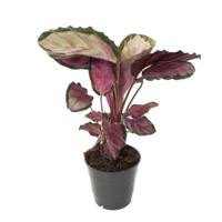 Calathea Roseopicta Rosy - P14 - thumbnail