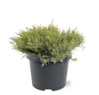 Juniperus davurica Leningrad 30-40 cm Conifeer Jeneverbes Warentuin Natuurlijk - Warentuin natuurlijk - thumbnail