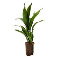 Aspidistra elatior S hydrocultuur plant - thumbnail