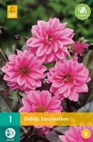 Dahlia Fascination Bloembol JUB 1 bol - Jub - thumbnail