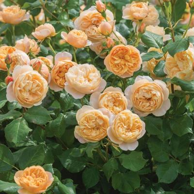 Abrikoos/oranje Engelse roos