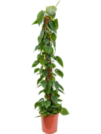 Philodendron scandens mosstok 150 kamerplant