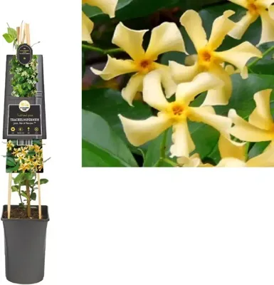 Toscaanse Jasmijn Trachelospermum Jasminoides Star of Toscane PBR 75 cm klimplant