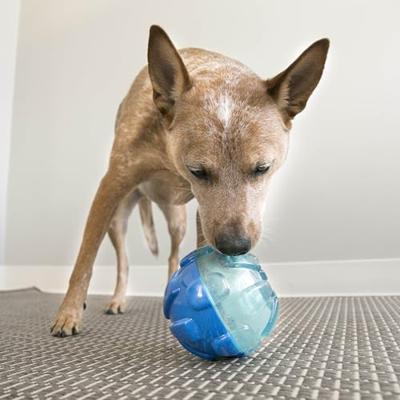 Kong rewards bal voor honden | duurzaam rubber - blauw