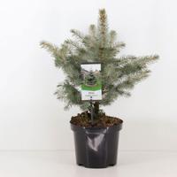 Picea pungens glauca 30-40 cm Conifeer Blauwe spar Warentuin Natuurlijk - Warentuin natuurlijk - thumbnail