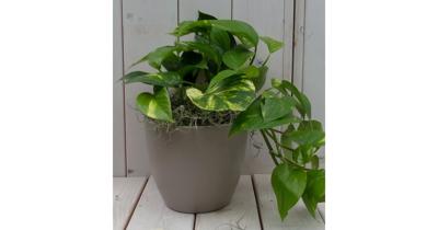 Epipremnum geelgroen taupe pot 25 cm Warentuin Natuurlijk - Warentuin natuurlijk