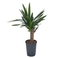 Yucca M hydrocultuur plant - thumbnail