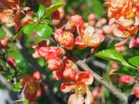 Japanse kweepeer - thumbnail