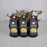 Grootbloemige roos (rosa "Peace" (Gloria Dei)) - thumbnail