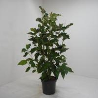 Magnolia struik Heaven Scent - 125 - 150 cm - 4 stuks - thumbnail