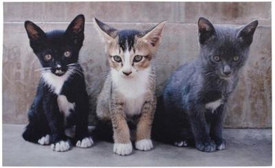 Deurmat katten / Esschert Design
