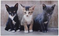 Deurmat katten / Esschert Design - thumbnail