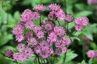 Zeeuws knoopje - thumbnail