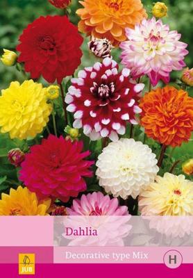 Dahlia decorative type mix 5st bloembol zomer Dahlia JUB - Jub
