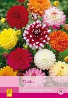 Dahlia decorative type mix 5st bloembol zomer Dahlia JUB - Jub - thumbnail