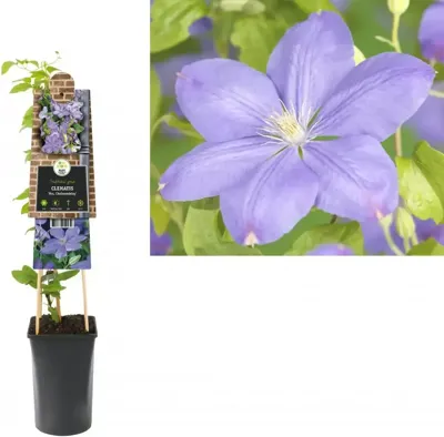 Klimplant Clematis Mrs. Cholmondeley - Lila Bosrank