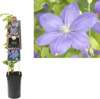 Klimplant Clematis Mrs. Cholmondeley - Lila Bosrank - thumbnail