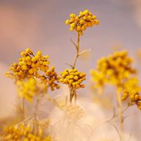 L'Occitane L'Occitaine Immortelle Precieuse Oogverzorging - thumbnail