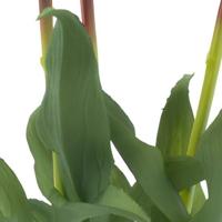 Paeony Marlie bundle a 3 pcs cream 48 cm kunstbloem Erutan Avon - Erutan avon - thumbnail