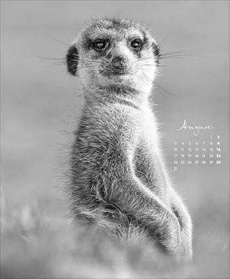 Wildlife face to Face Kalender 2026 Wildlife face to Face Kalender 2026