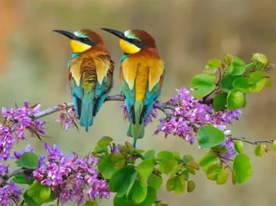 Anna's Collection tuinschilderij bijeneters 78x58cm multi