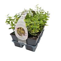 Euonymus fort. 'Emerald n Gold' - Kardinaalsmuts - thumbnail