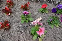 De Wit Cultivator 3 tands - thumbnail