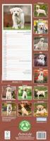 Labrador Retriever Blond Kalender 2026 Slimline - thumbnail