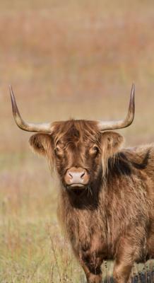 Tuinschilderij hoogl rechts 130x70 II Customize-it - Customize it