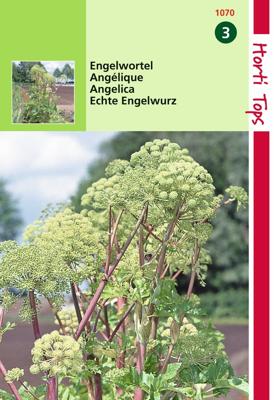 Zaden Engelwortel (Angelica Arch.) Hortitops - Hortitops