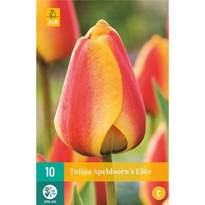 Tulp Apeldoorn's elite 7 bollen