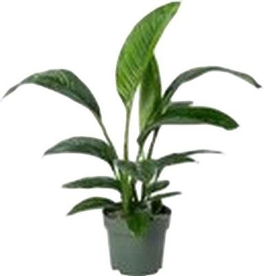 Spathiphyllum Sensation Potmaat 27 H100-110 kamerplant Beautanic Lifestyle - Beautanic lifestyle
