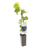 Blauwe druif (vitis vinifera "Boskoop Glory") fruitplanten - thumbnail