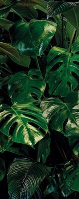 Noordwand Komar Pure Fotobehang Tropical Wall - P333-VD1