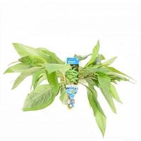 Nomaphila siamensis - 10 stuks - aquarium plant - thumbnail