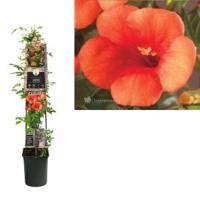 Oranje Trompetbloem (Campsis tagliabuana "Madame Galen") klimplant 120 cm - thumbnail