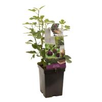 Vijg Ficus car. Brown Turkey - thumbnail