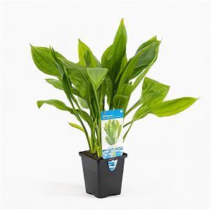 Echinodorus paniculatus - aquarium plant Echinodorus paniculatus - aquarium plant