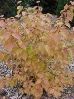 Rode Kornoelje - thumbnail