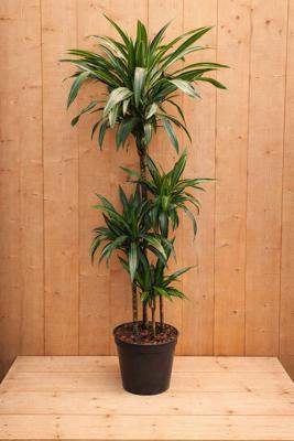 Drakenbloedboom Dracaena Fragrans Jade Jewel/Groen-wit H140-160 cm potmaat 27 cm 4 stammen kamerplant Warentuin Natuurlijk - Warentuin natuurlijk