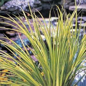 Bonte dwergkalmoes (Acorus gramineus “Ogon”) moerasplant (6-stuks) Bonte dwergkalmoes (Acorus gramineus “Ogon”) moerasplant (6-stuks)