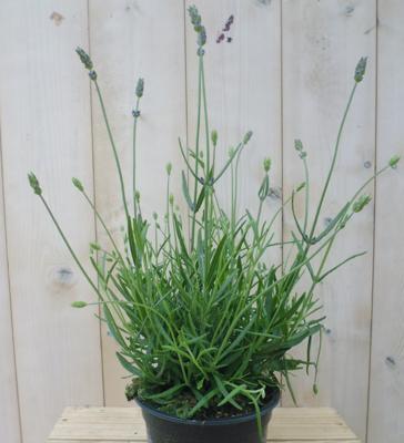 Gewone Lavendel Lavandula Warentuin Natuurlijk - Warentuin natuurlijk