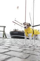 Trixie regenjas hond vimy geel - thumbnail